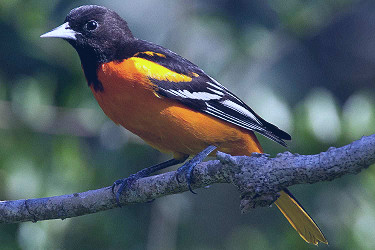 Baltimore Oriole Overview: Identification and Behavior